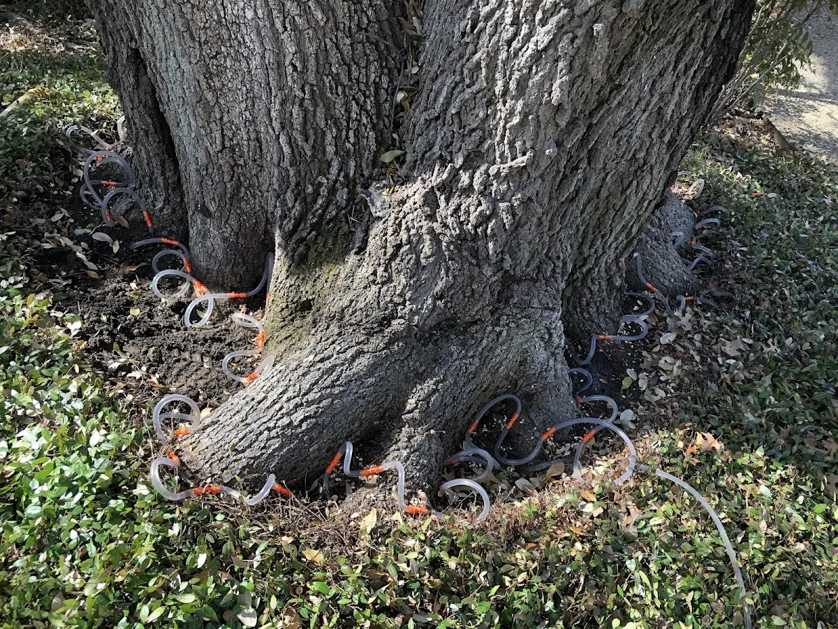 Detailed Tree Cabling and Bracing job site in Sunburg