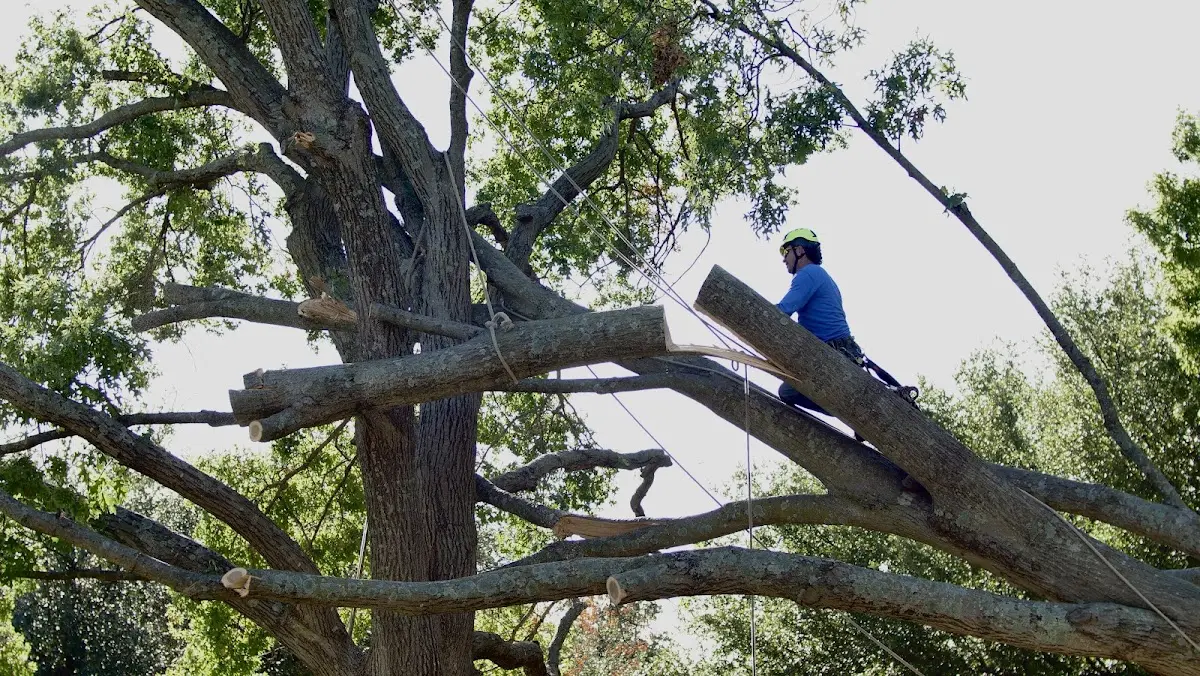 Professional Crown Thinning performed by certified arborists in Sunburg