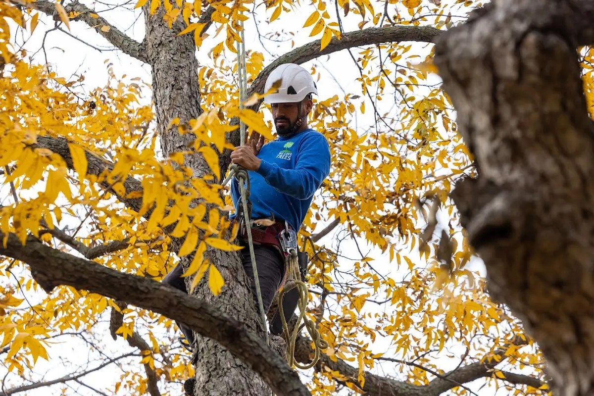 Skilled Storm Damage Cleanup crew working in Sunburg